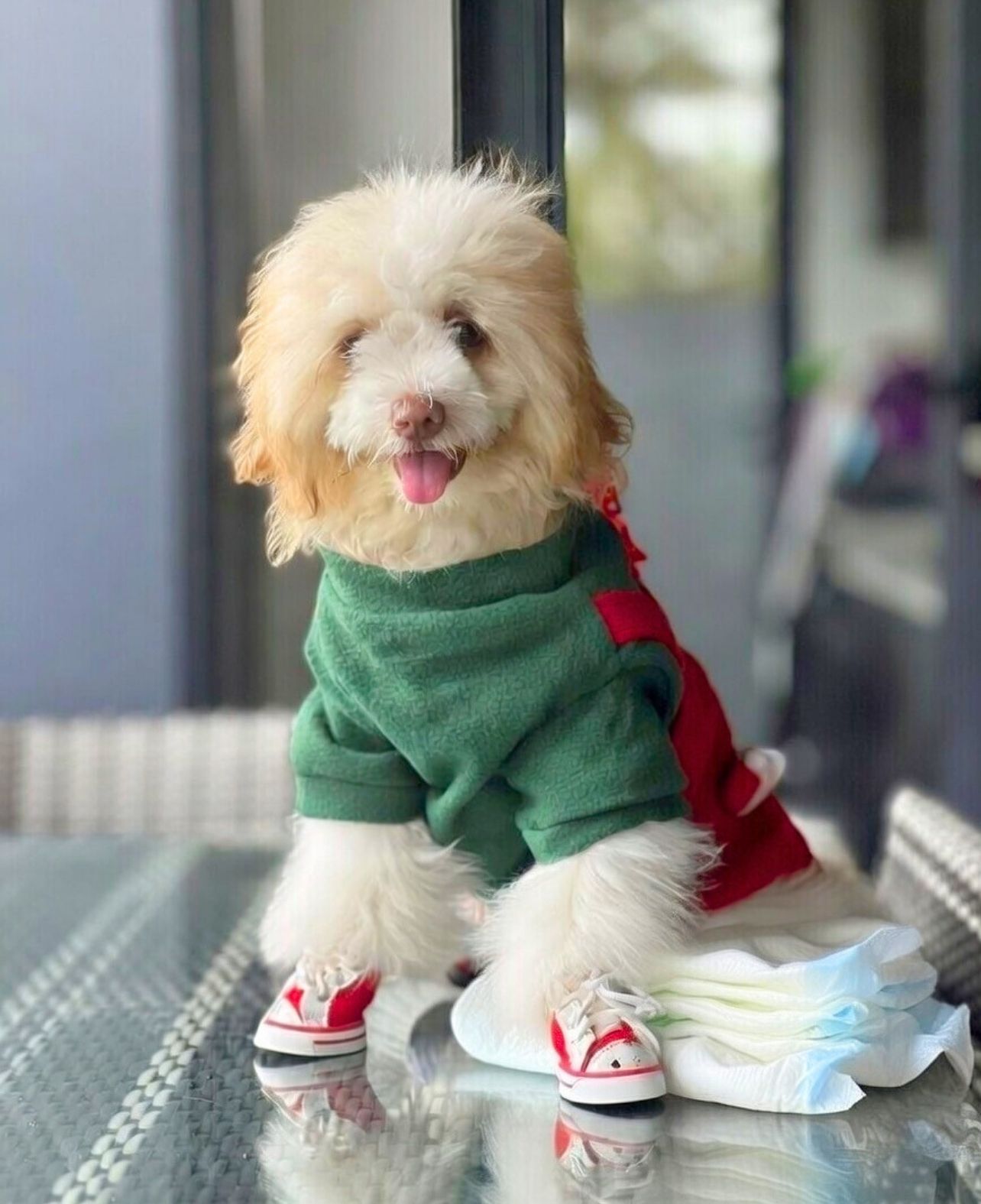 A small fluffy dog enjoying the pet-friendly beach house